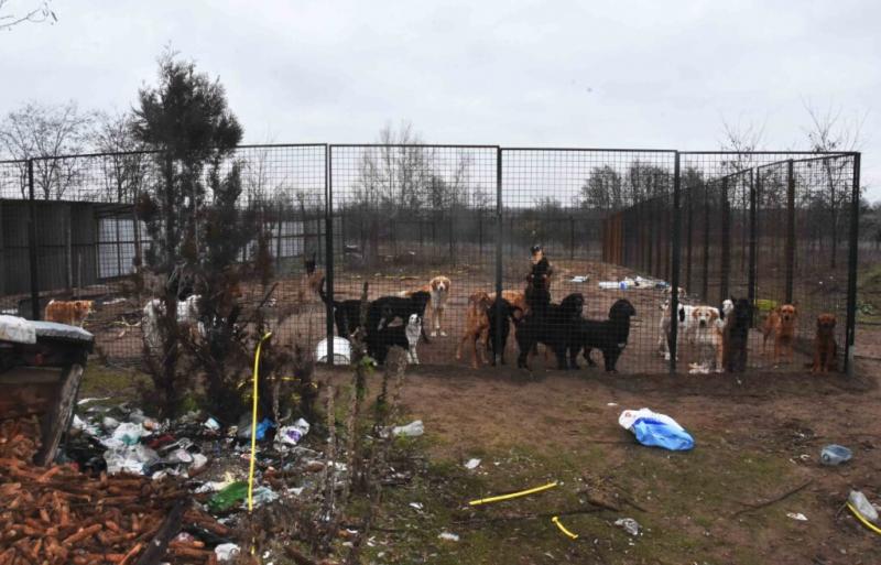 Félelmetes körülmények között tartották a kutyákat egy illegális menhelyen Szabadkán (Képek)