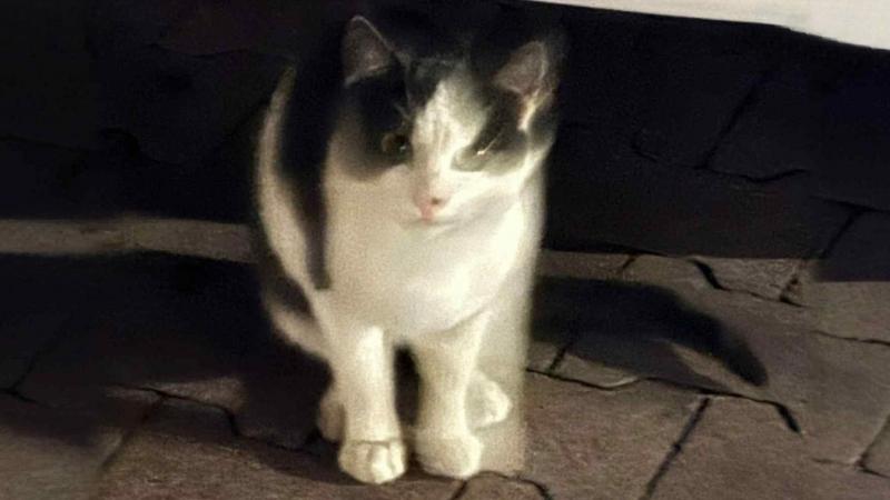 Egy cica hangos nyávogással hívta fel magára a figyelmet a veszprémi Lidl parkolójában: olyan vihar kerekedett a közösségi médiában, hogy az emberek azonnal reagáltak a kis jószágra.