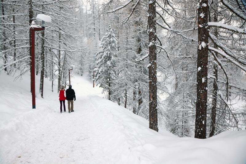 Ezek a leggyakoribb erdei vadnyomok, amelyeket téli túráink során felfedezhetünk.