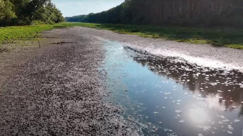 A kiszáradt tiszai holtág partján súlyos szag terjeng, a bűz pedig több mázsa haltetem nyomait árulja el.