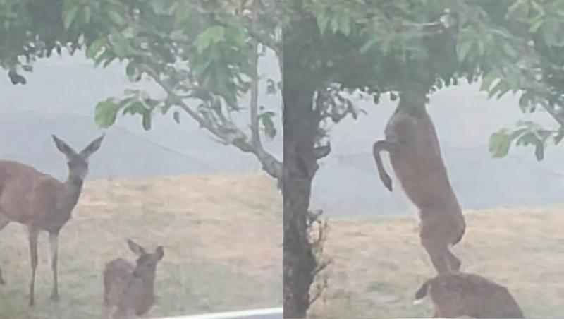 Íme, hogyan sikerült a bérlőnek mentesülnie a gyümölcslopás vádja alól: