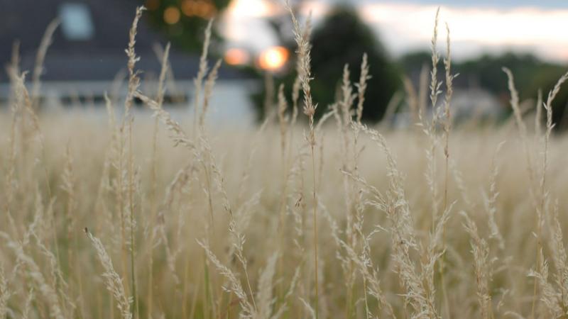 Aggasztó helyzet: Számos élőlény kerülhet veszélybe Magyarországon - Agro Napló

A legújabb kutatások szerint Magyarországon egyre több élőlény fajának fennmaradása kerülhet veszélybe. E folyamat mögött számos tényező húzódik meg, mint például a klímavált