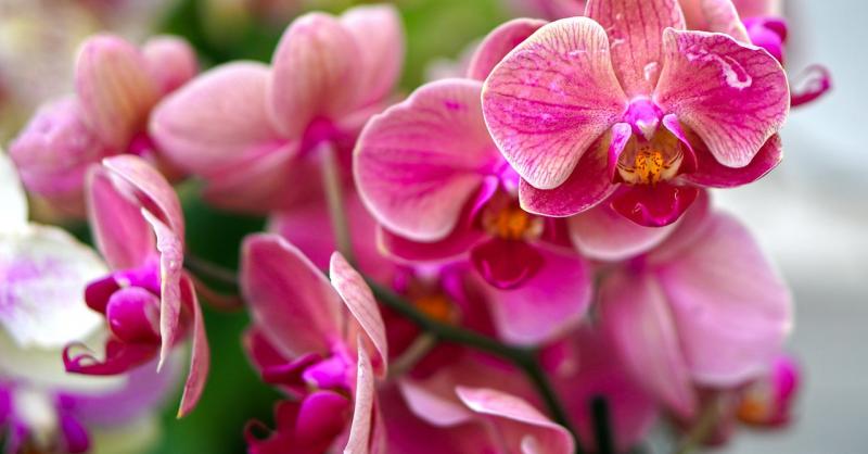 Az orchideák hosszú ideig gyönyörködtetnek virágaikkal, ha négy egyszerű, de fontos szabályt követünk.