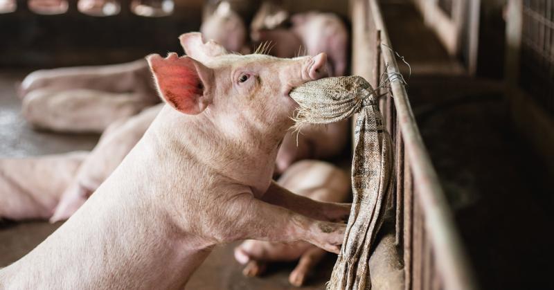 A húsipar piaca folyamatosan változik, és október végére egyre kedvezőbb árakat tapasztalhatunk az egyik húsfajtánál. Az élőállat- és húsárak dinamikus alakulása figyelemre méltó trendeket mutat, amelyek kihatnak a vásárlók döntéseire és a piaci versenyre