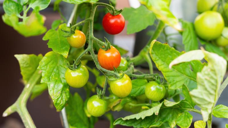 Íme három kreatív módszer, amellyel sikeresen átteleltetheted a paradicsomot:

1. **Helyezd el a cserepet a legjobban megvilágított helyre**: Válassz egy napfényes ablakpárkányt vagy egy világos helyiséget, ahol a paradicsom növényed elegendő fényt kap. A