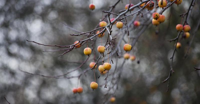 Ha ezt a feladatot nem végzi el a kertben, jövőre búcsút inthet a gyümölcstermésnek.